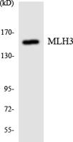 Rad51D Polyclonal Antibody