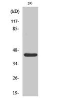 Rad52 Polyclonal Antibody