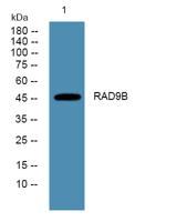 RAD9B Polyclonal Antibody