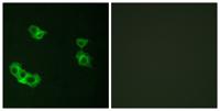 PTH/PTHrP-R Polyclonal Antibody