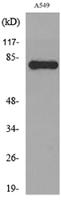 PKC γ Polyclonal Antibody