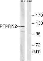 PTP IA-2β Polyclonal Antibody