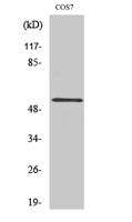 PTP1B Polyclonal Antibody