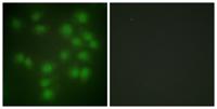 PTTG1/2/3 Polyclonal Antibody