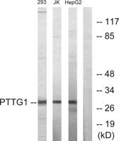 PTTG1/2/3 Polyclonal Antibody