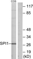 PU.1 Polyclonal Antibody