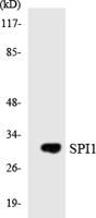 PU.1 Polyclonal Antibody