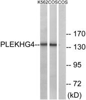 Puratrophin 1 Polyclonal Antibody