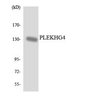 Puratrophin 1 Polyclonal Antibody