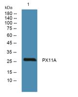 PX11A Polyclonal Antibody