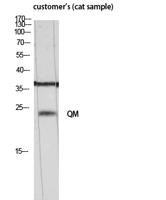 QM Polyclonal Antibody