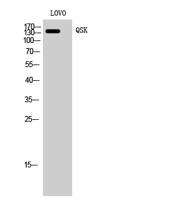 QSK Polyclonal Antibody