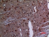 Rab 26 Polyclonal Antibody