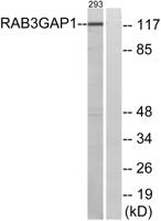 Rab 3 GAP p130 Polyclonal Antibody