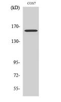 Rab 3 GAP p150 Polyclonal Antibody