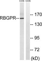 Rab 3 GAP p150 Polyclonal Antibody