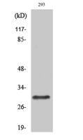 Rab 34 Polyclonal Antibody