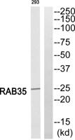 Rab 35 Polyclonal Antibody