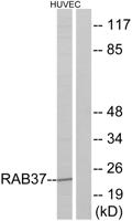 Rab 37 Polyclonal Antibody