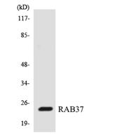 Rab 37 Polyclonal Antibody