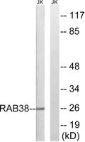 Rab 38 Polyclonal Antibody