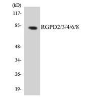 RGPD2/3/4/6/8 Polyclonal Antibody