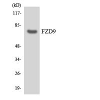 Frizzled-9 Polyclonal Antibody