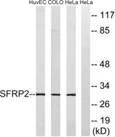 FRP-2 Polyclonal Antibody