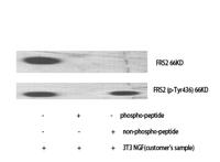 FRS2 Polyclonal Antibody