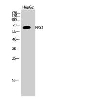 FRS2 Polyclonal Antibody