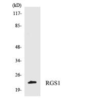 RGS1 Polyclonal Antibody