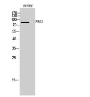 FRS2 Polyclonal Antibody