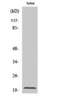 RGS10 Polyclonal Antibody