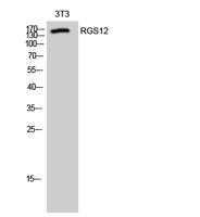 RGS12 Polyclonal Antibody