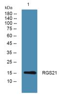 RGS21 Polyclonal Antibody