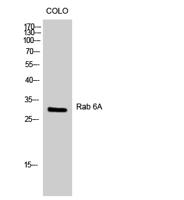 Rab 6A Polyclonal Antibody