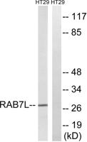 Rab 7L1 Polyclonal Antibody