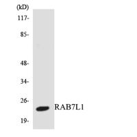 Rab 7L1 Polyclonal Antibody