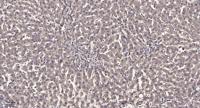Rab L2A Polyclonal Antibody