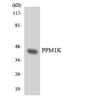 PP2Cκ Polyclonal Antibody