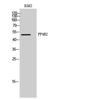 PP4R2 Polyclonal Antibody