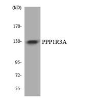 PPP1R3A Polyclonal Antibody