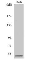 PPP2R3C Polyclonal Antibody