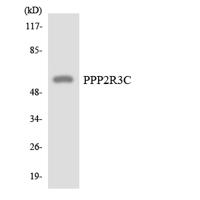 PPP2R3C Polyclonal Antibody