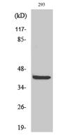 PRAS40 Polyclonal Antibody