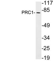 PRC1 Polyclonal Antibody