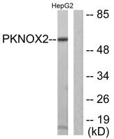 PREP-2 Polyclonal Antibody