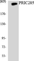 PRIC285 Polyclonal Antibody