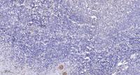 PRIC285 Polyclonal Antibody