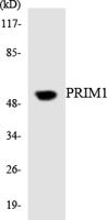 PRIM1 Polyclonal Antibody